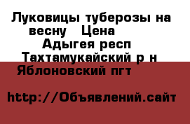 Луковицы туберозы на весну › Цена ­ 100 - Адыгея респ., Тахтамукайский р-н, Яблоновский пгт  »    